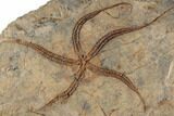 5.2" Ordovician Brittle Star (Ophiura) With Partials - Morocco - #196746-1